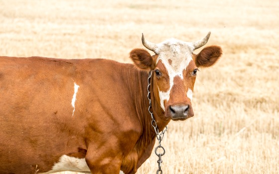 Сторожа брянской фермы подозревают в краже коровы 