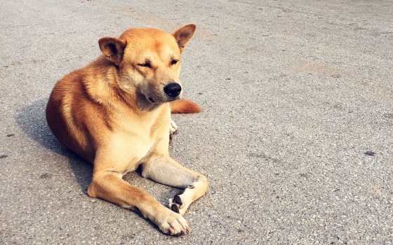Более 20 жителей Суземского района покусали бездомные собаки