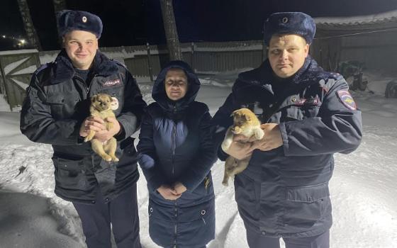 Брянские полицейские спасли замерзающих щенков