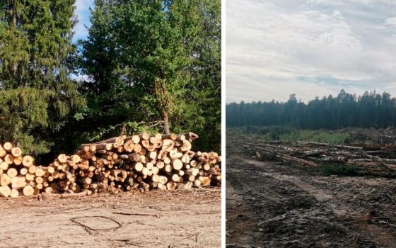 Перед судом предстанет бывший брянский лесничий за вырубку 24 деревьев