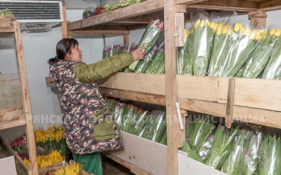 Почти 16 тысяч тюльпанов вырастили в Брянске