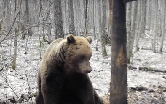 Медведи проснулись в брянских лесах