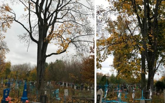 Прокуратура требует срубить опасные деревья на кладбище в Стародубе