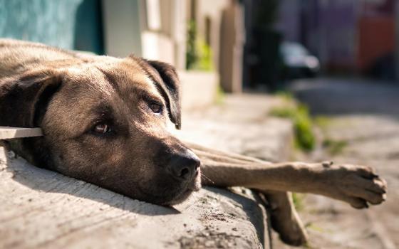 Брянские чиновники выплатили деньги пострадавшей от бездомной собаки девочке
