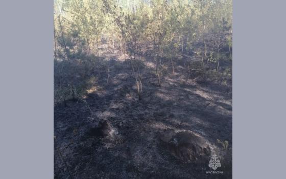 Лесной пожар потушили в Клетнянском районе 