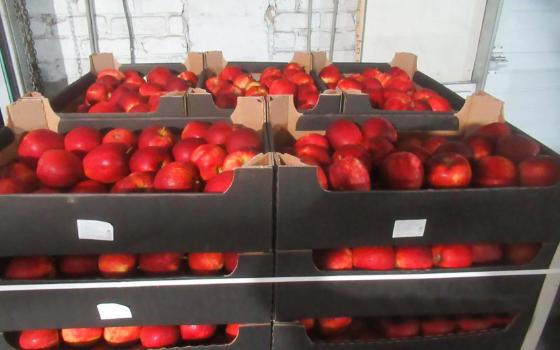 Брянские таможенники задержали грузовик с 20 тоннами яблок