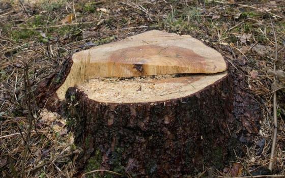 Брянский суд рассмотрит дело о незаконной рубке леса на четыре миллиона рублей