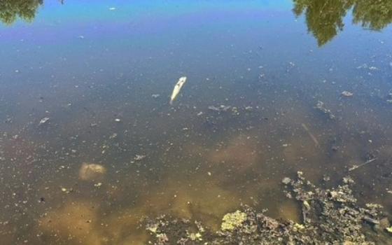 Брянские следователи возбудили дело о гибели рыбы в реке