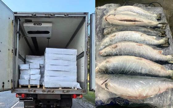 Девять тонн лосося без документов задержали брянские таможенники