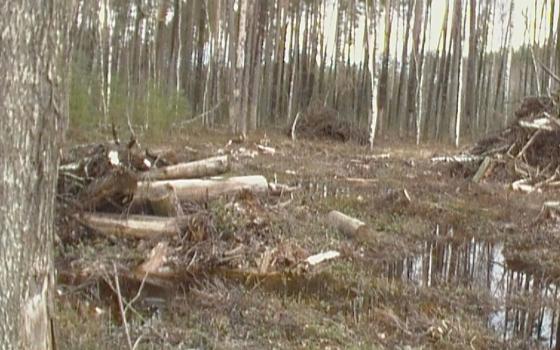 Бывший лесничий получил условный срок за незаконную вырубку деревьев