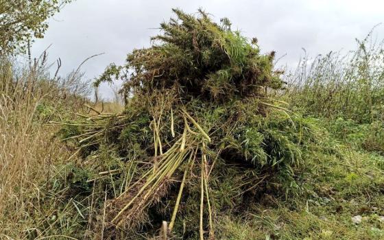 Брянские полицейские уничтожили более 1000 наркотикосодержащих растений