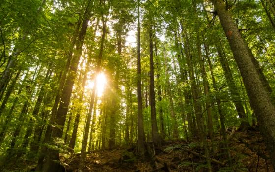 Ограничение на посещение лесов ввели в Брянской области