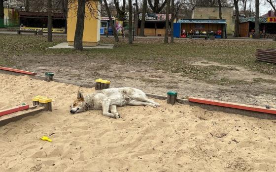 Чиновников брянский суд обязал заплатить покусанной бездомной собакой девочке