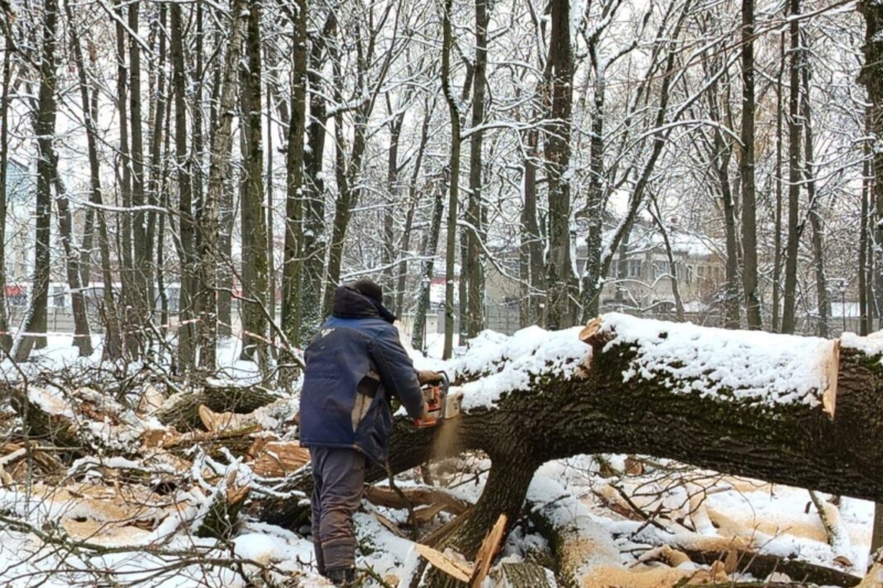 В брянском парке упал огромный дуб 