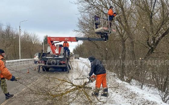 Более 700 деревьев кронировали за два месяца в Брянске