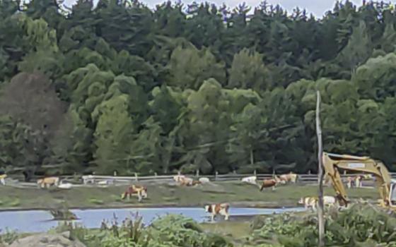 Брянского фермера оштрафовали за выпас коров на берегу реки