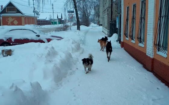 Чиновники Клинцов заплатать за нападение бездомных собак на детей