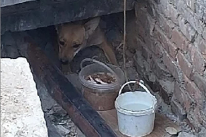 В Брянской области продолжается операция «Малыш»: как спасти пса, боящегося свободы? 