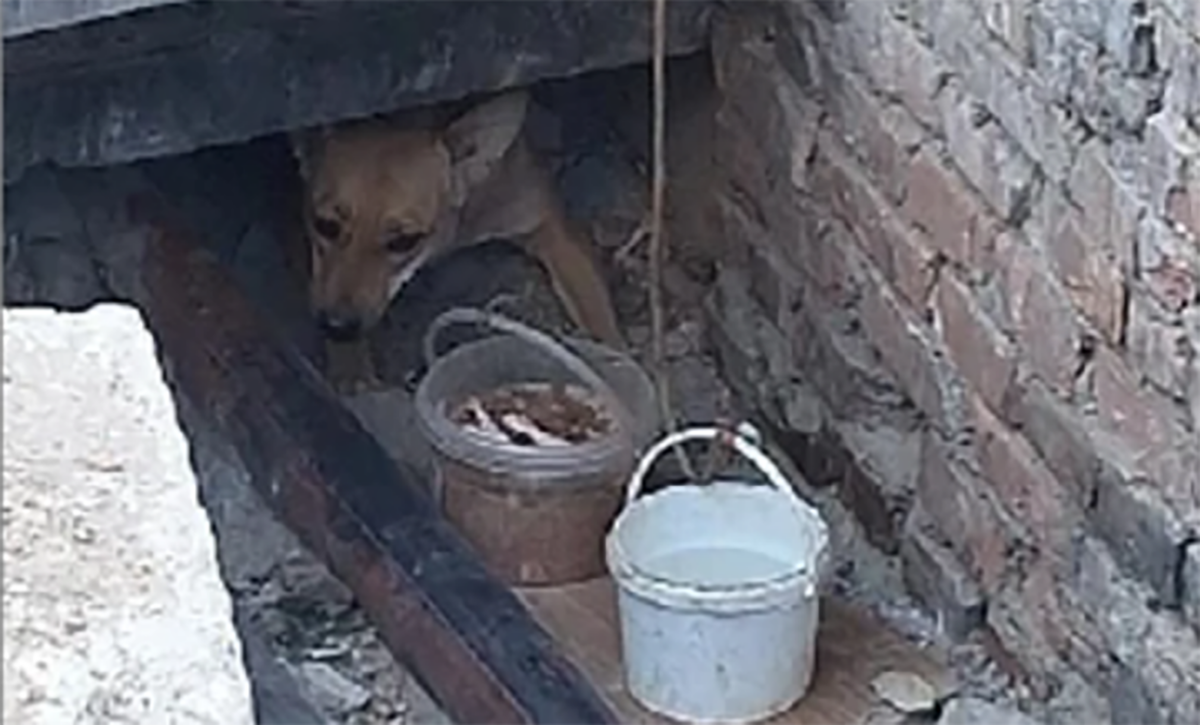 В Брянской области продолжается операция «Малыш»: как спасти пса, боящегося свободы?