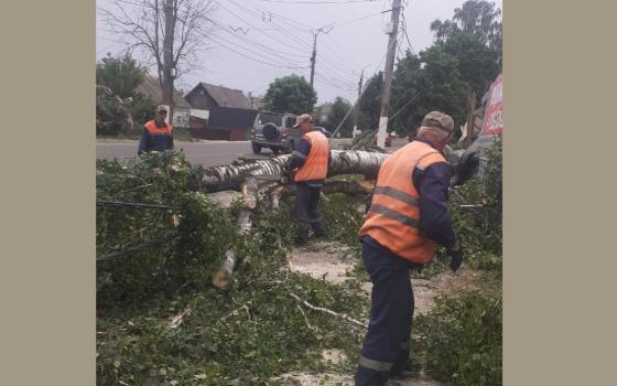 21 дерево упало в Брянске из-за сильного ветра