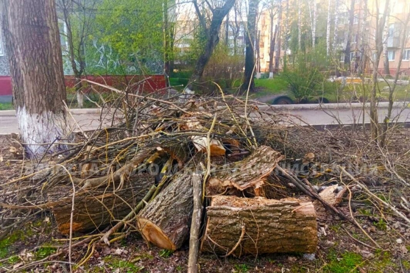 Сильный ветер повалил 22 дерева в Брянске 