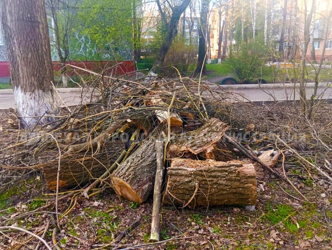 Сильный ветер повалил 22 дерева в Брянске