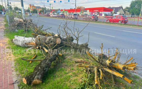 57 деревьев вырубят на проспекте Станке Димитрова в Брянске