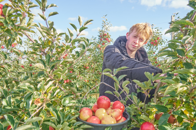 От семечка к империи. Миллион яблонь меняют лицо российского АПК