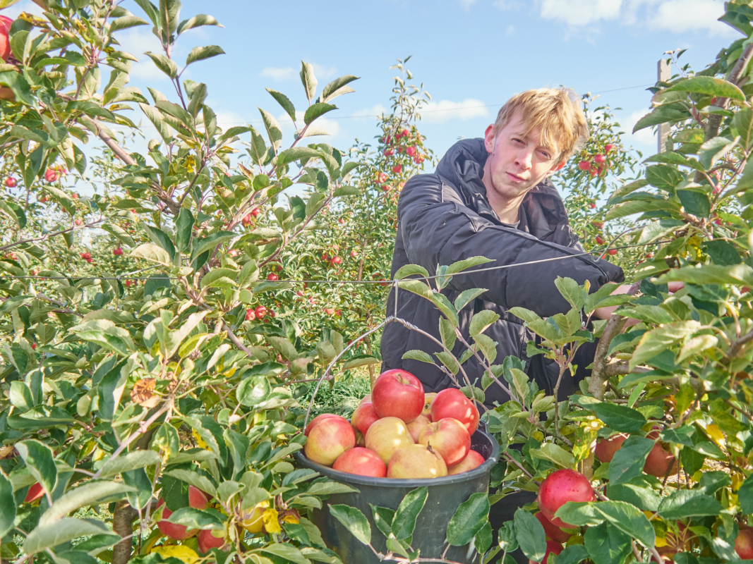От семечка к империи. Миллион яблонь меняют лицо российского АПК