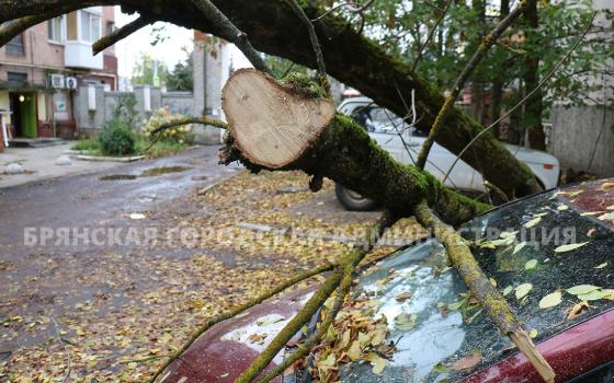 Три машины повреждены из-за сильного ветра в Брянске