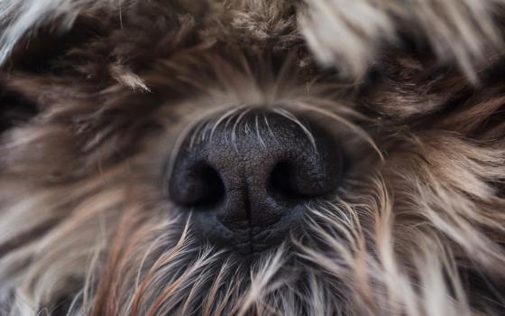 Полиция проводит проверку по факту убийства собаки в брянском селе