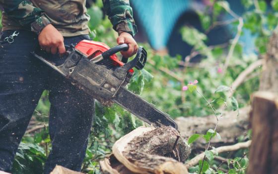 Брянец получил условный срок за девять срубленных деревьев