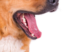 Чиновники заплатили жительнице Севска из-за укуса бездомной собаки