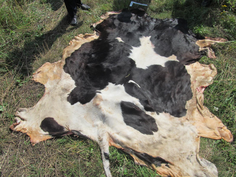 Кражу коровы раскрыли стражи порядка в Карачевском районе