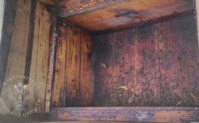 Брянский суд рассмотрит дело о поджоге пчелиных ульев