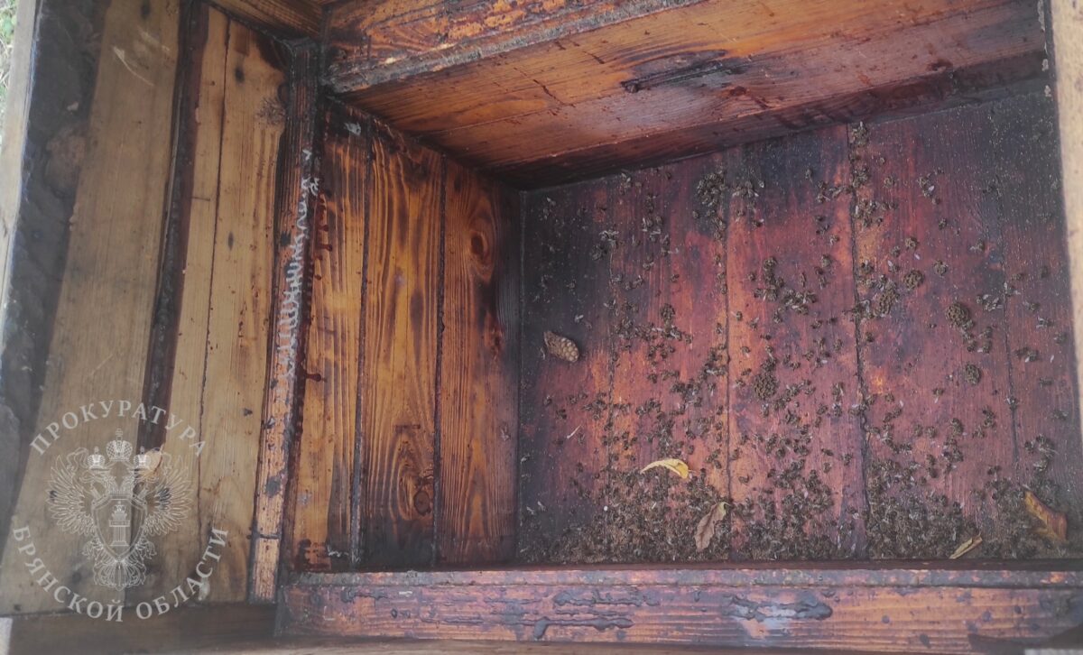 Брянский суд рассмотрит дело о поджоге пчелиных ульев