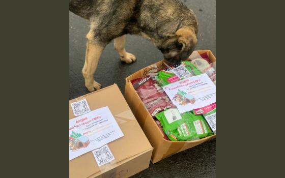 Школьники передали новогодние подарки жителям приюта для животных в Брянске