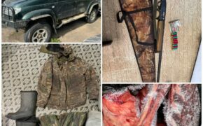 Пять брянских браконьеров получили условное наказание за убийство косуль