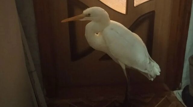 Жительница брянского села спасла замерзающую цаплю