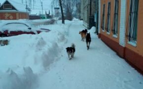 Брянский суд обязал чиновников заплатить покусанной бродячей собакой девочке