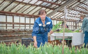 В теплицах Брянска к 8 Марта выросли 30 000 тюльпанов