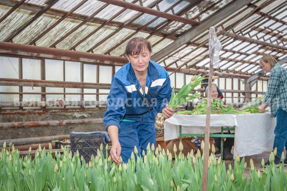 В теплицах Брянска к 8 Марта выросли 30 000 тюльпанов