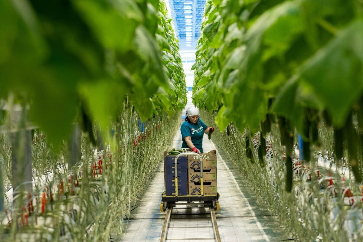 В тепличных условиях