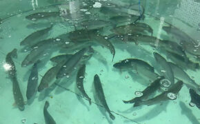 35 тонн товарной рыбы вырастили на акваферме в Брянской области