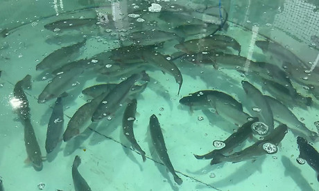 35 тонн товарной рыбы вырастили на акваферме в Брянской области