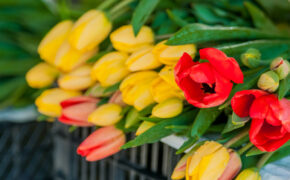 Цветочные базары открылись в Брянске к 8 Марта