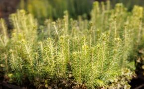 Сотрудники брянской прокуратуры посадили 350 сосен на стоянке имени Виноградова