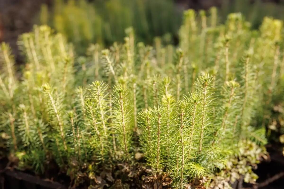 Сотрудники брянской прокуратуры посадили 350 сосен на стоянке имени Виноградова