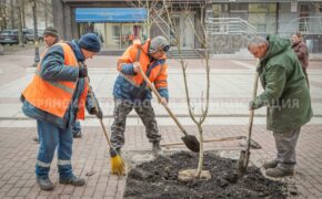 На бульваре Гагарина в Брянске высадили каштаны