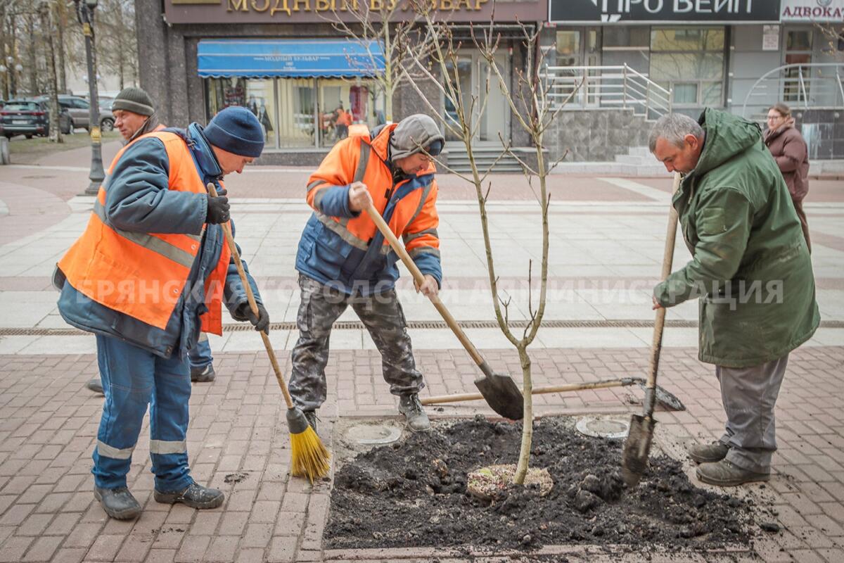 На бульваре Гагарина в Брянске высадили каштаны